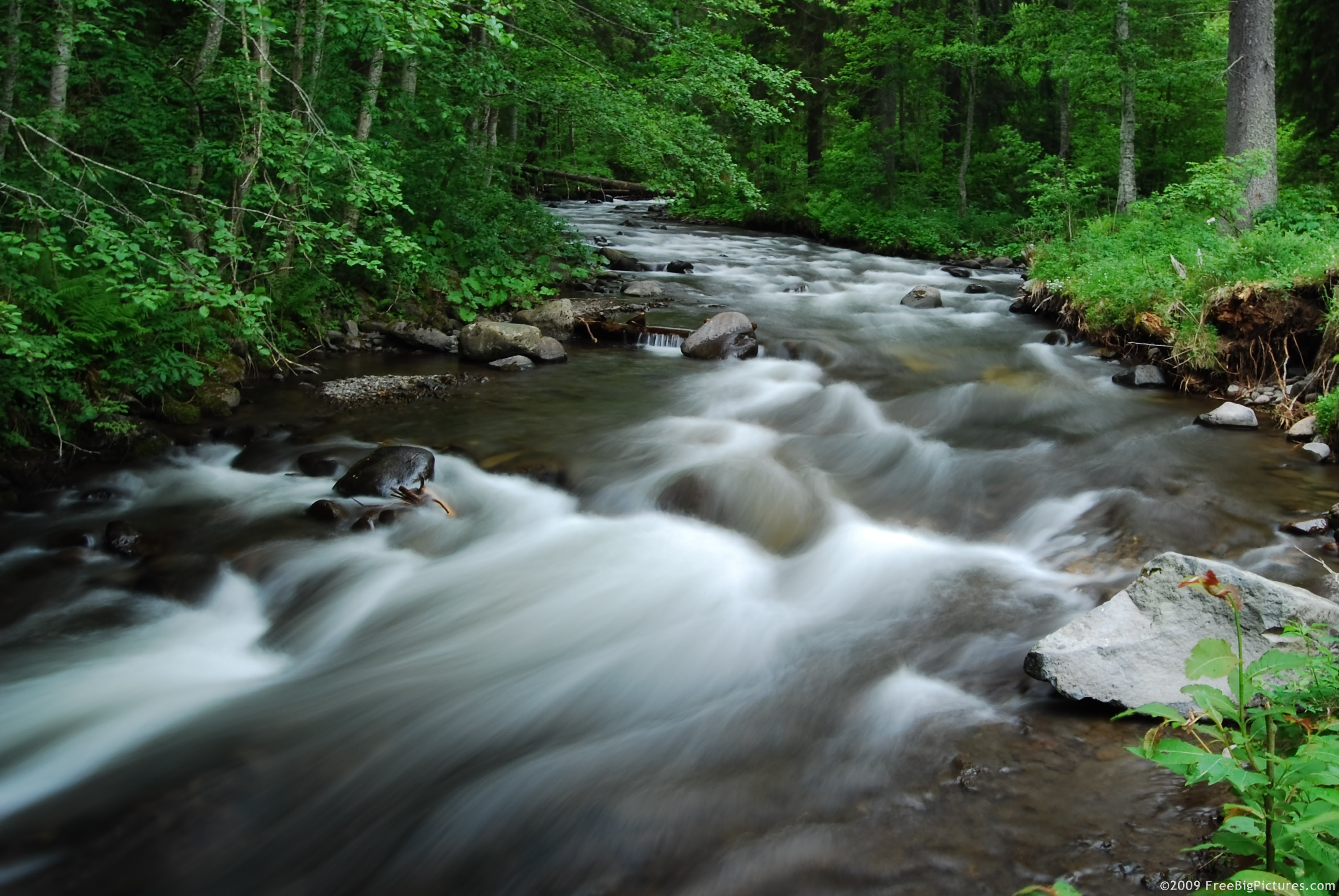 Quick flowing forest stream.