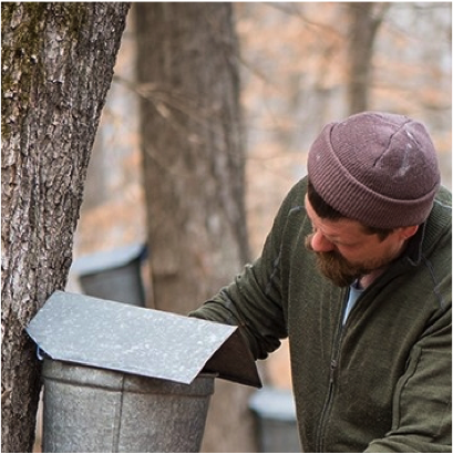 guy harvesting maple syrup