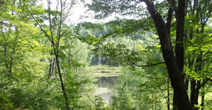 Forest and pond
