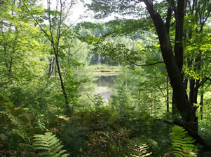 Forest and pond