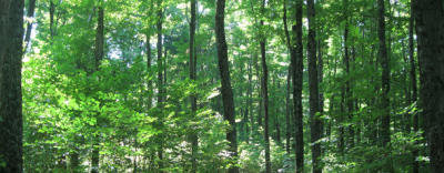 thick forest trail