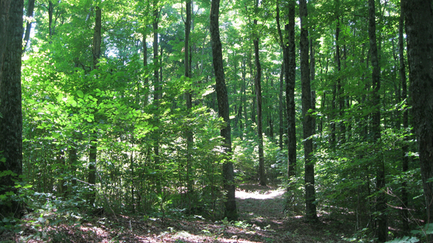 thick forest trail