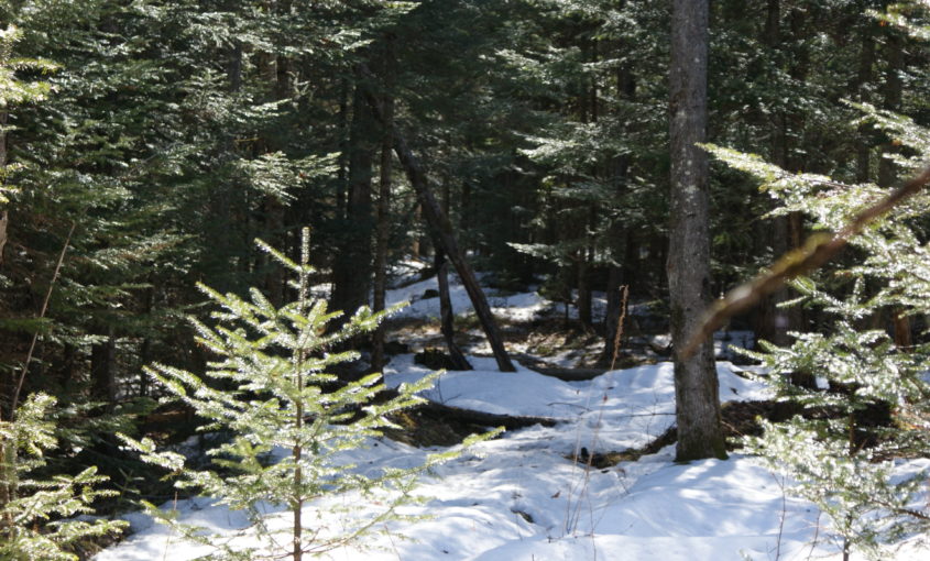 Dense woods with a snowy trail.