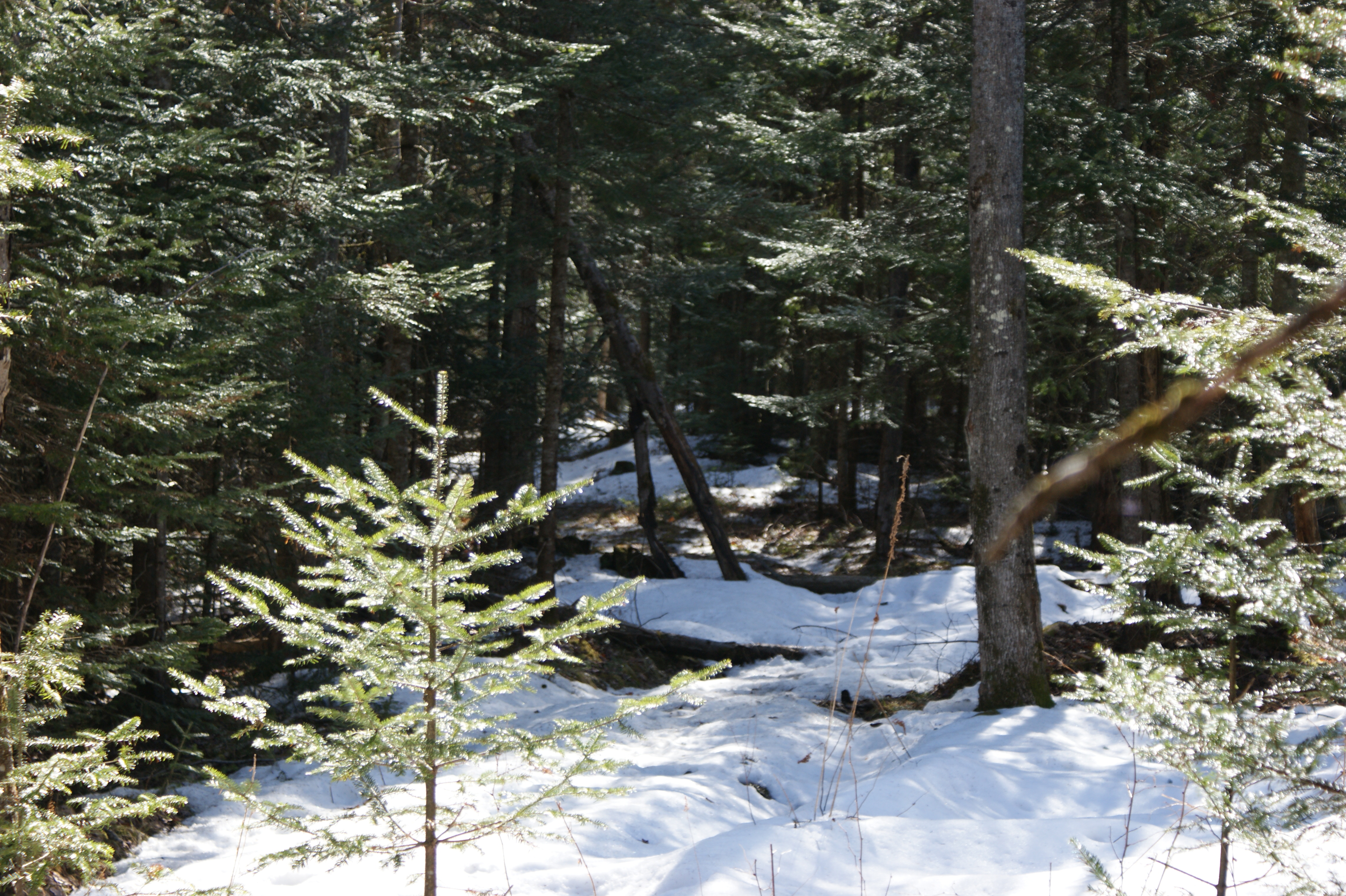 Dense woods with a snowy trail.