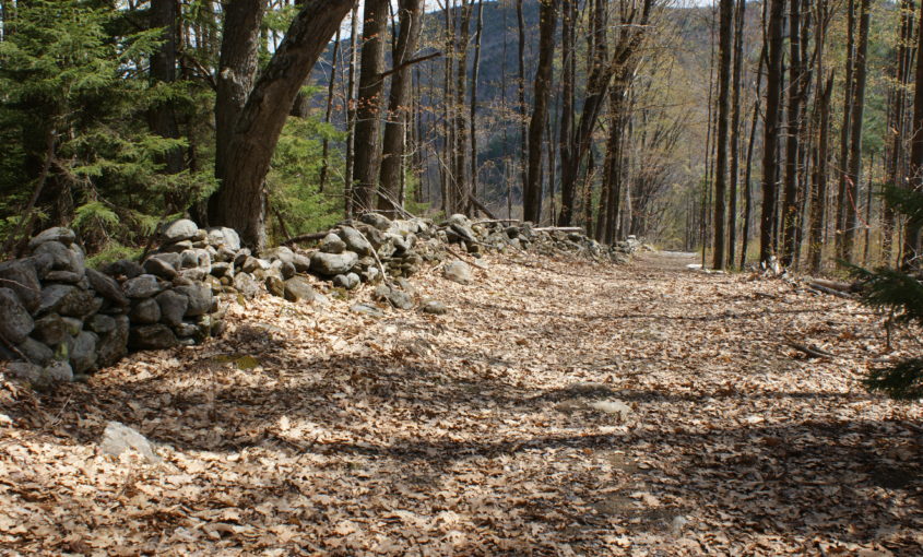 Forest trail with dead leaves.