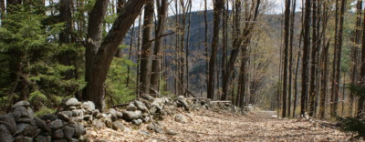 Forest trail with dead leaves.