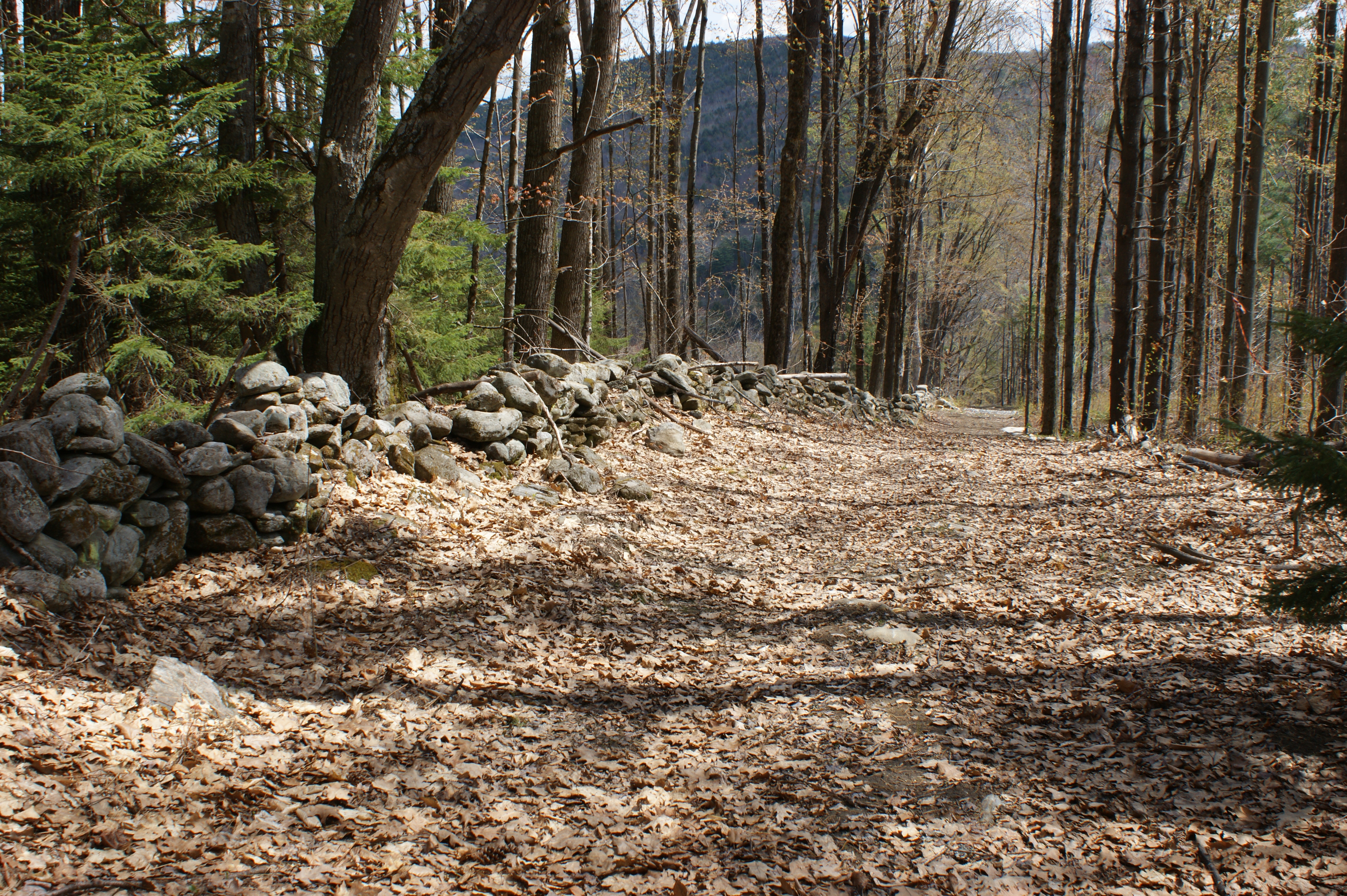 Forest trail with dead leaves.