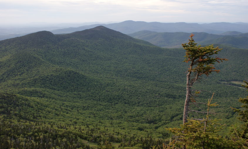 Mountain view with skinny tree