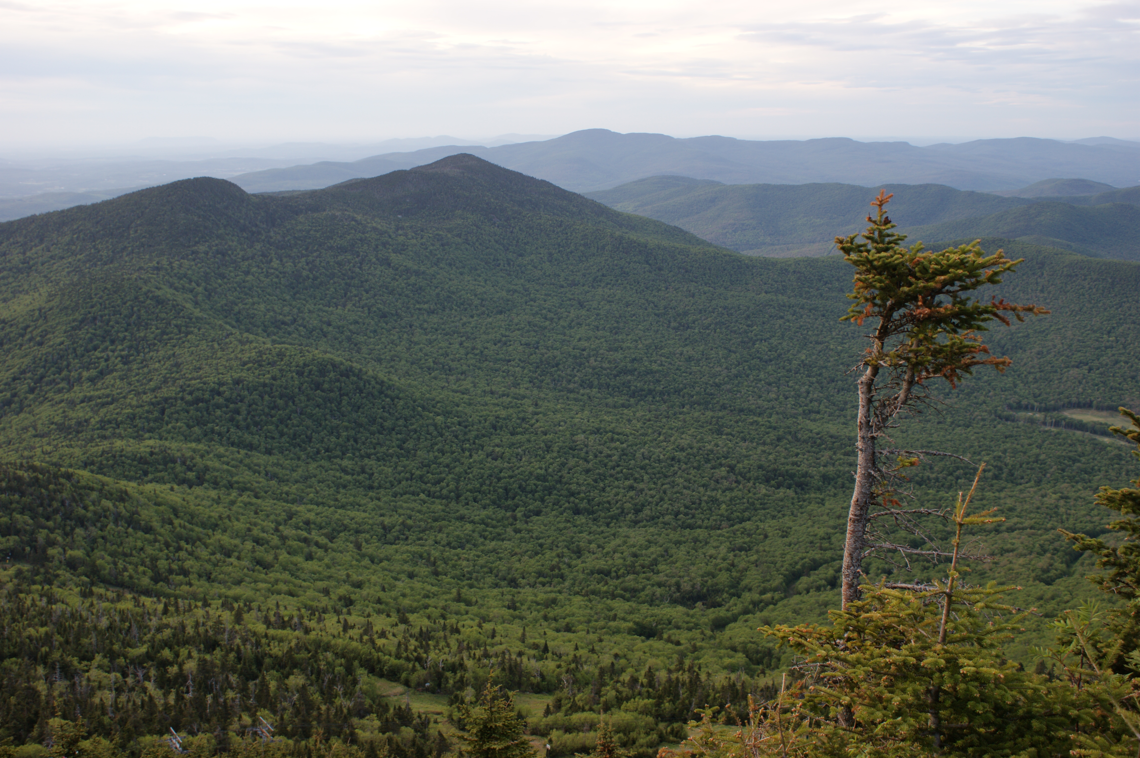 Mountain view with skinny tree