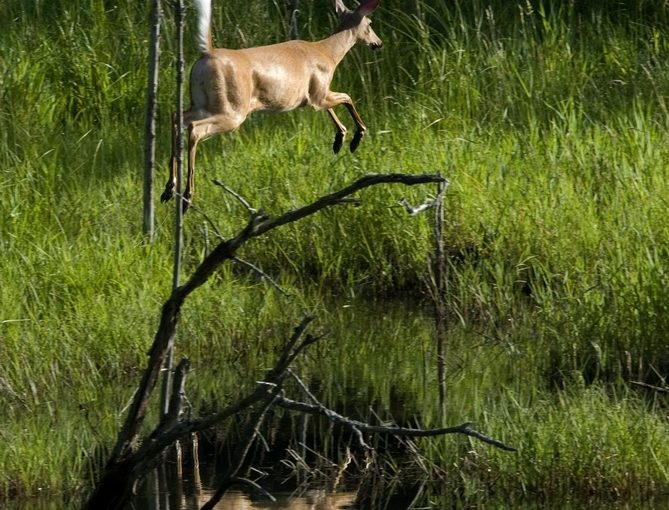 Deer jumping near a stream.