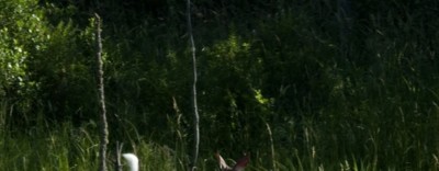 Deer jumping near a stream.