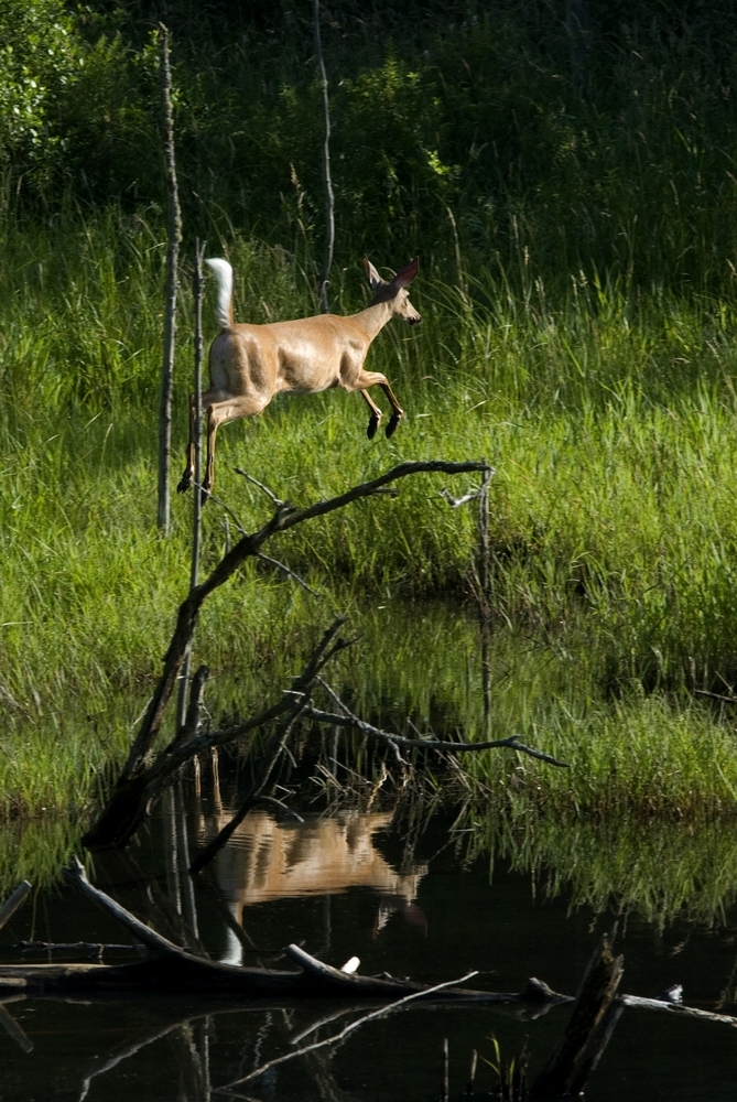 Deer jumping near a stream.