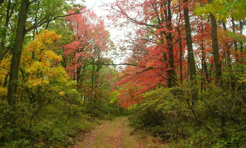 A forest in the fall.