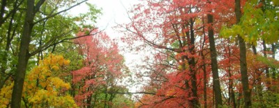 A forest in the fall.