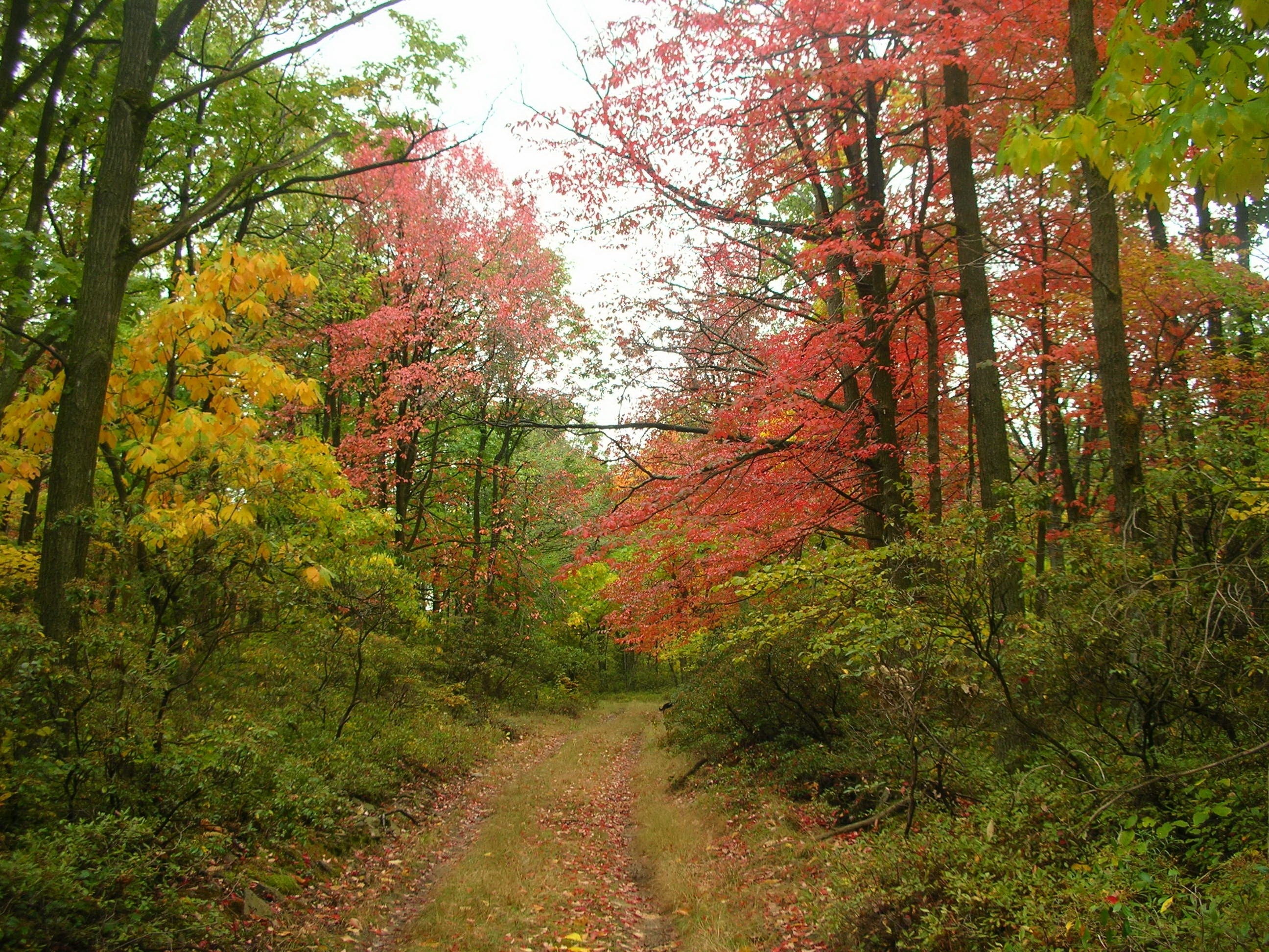 A forest in the fall.