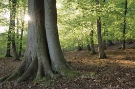 Tree trunks with sunlight