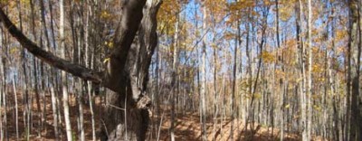 Girdling a tree during forest stand improvement activities