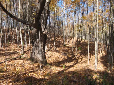 Girdling a tree during forest stand improvement activities