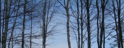 Skidding logs out of woods on snow covered trail