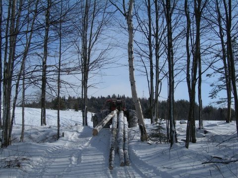 Skidding logs out of woods on snow covered trail