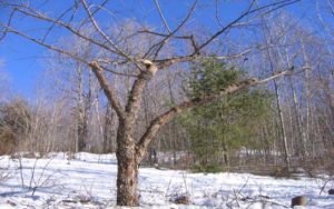 Wild Apple tree ready for pruning