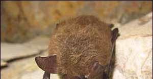 Photo of Northern long-eared bat with white nose syndrome