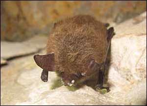 Photo of Northern long-eared bat with white nose syndrome