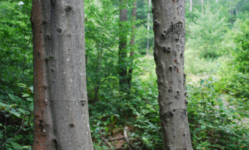 Beech Bark