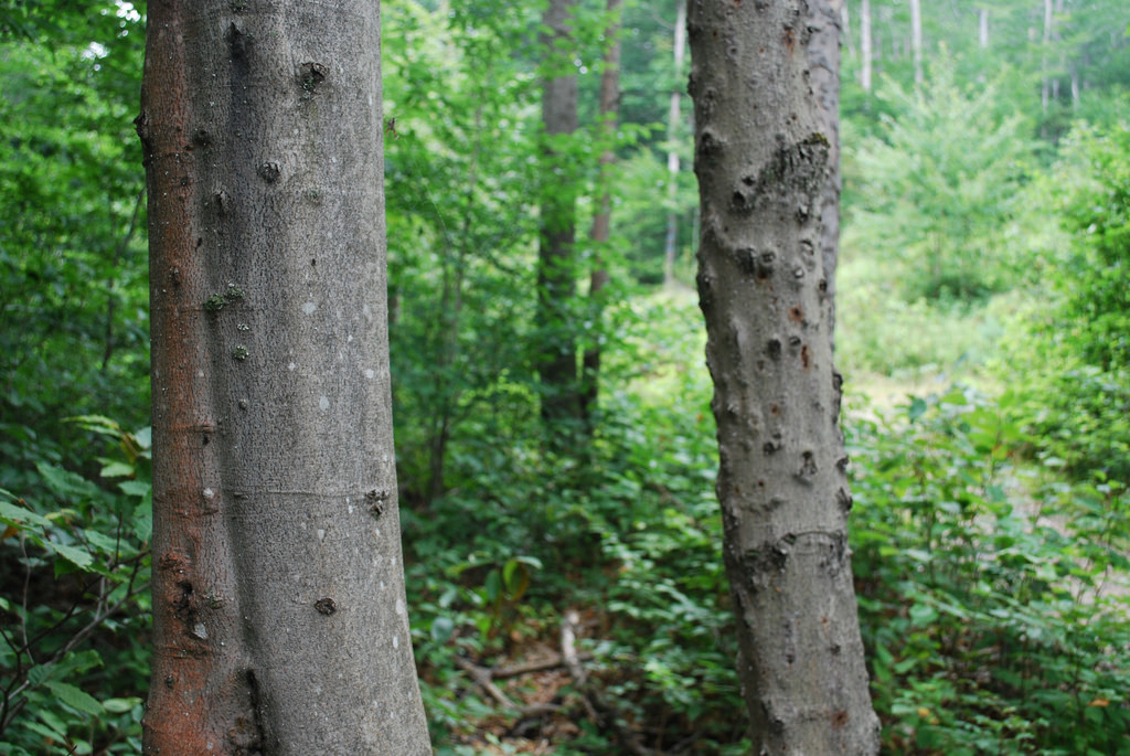 Beech Bark