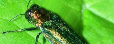 Emerald Ash Borer