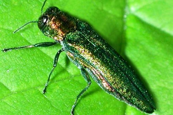 Emerald Ash Borer