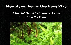 Book cover: Identifying Ferns the Easy Way, a pocket guide to common ferns of the Northeast by Lynn Levine