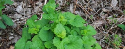 Garlic Mustard, one of Vermont's herbaceous invasives