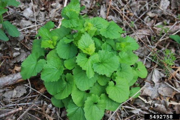 Garlic Mustard, one of Vermont's herbaceous invasives
