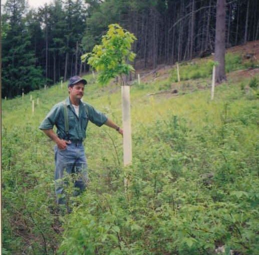 2 year old oak seedling in 1994