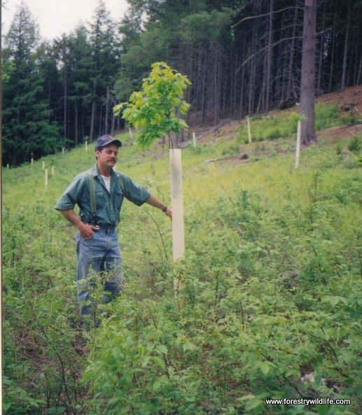 2 year old oak seedling in 1994