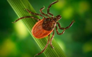 Image of Blacklegged tick