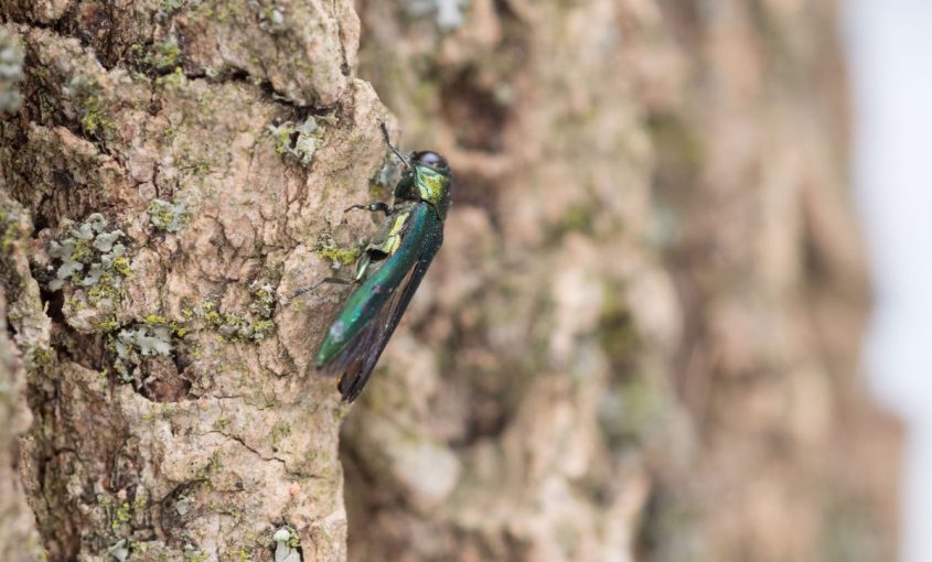 An emerald ash borer on a tree