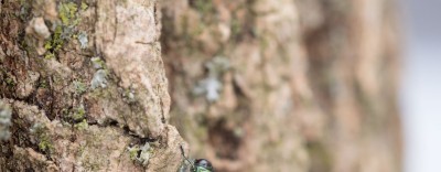 An emerald ash borer on a tree