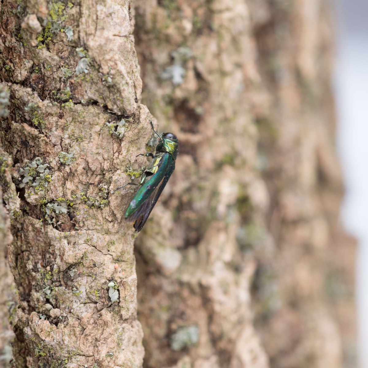 An emerald ash borer on a tree